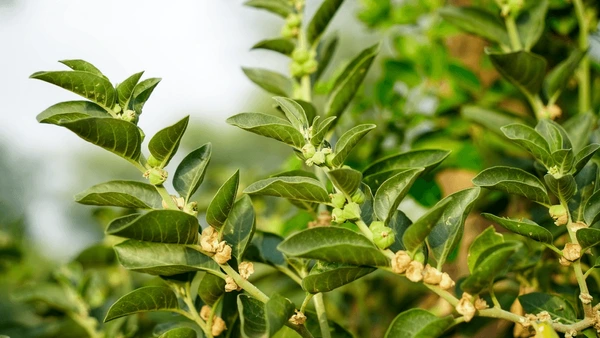 Ashwagandha Herb